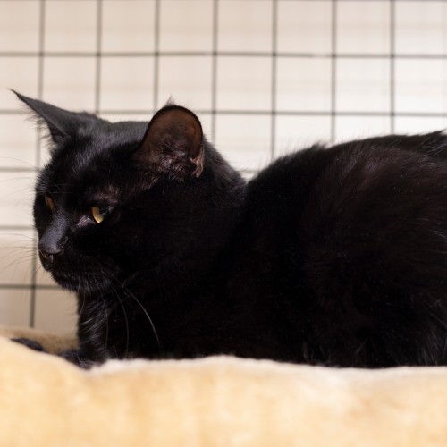 Gypsy **2nd Chance Cat Rescue**