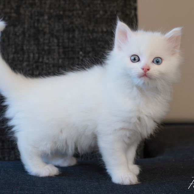 Photo of Frenchy **2nd Chance Cat Rescue**