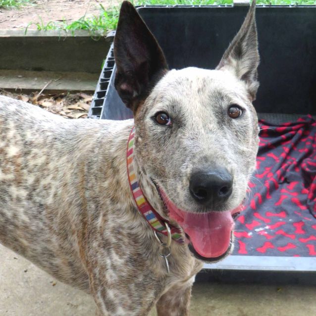 Bull terrier x cattle dog discount