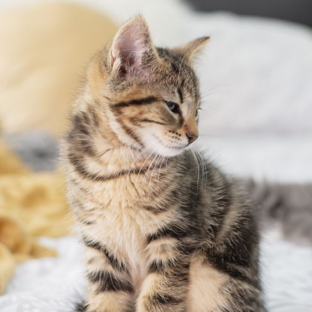 Photo of Tina **2nd Chance Cat Rescue**
