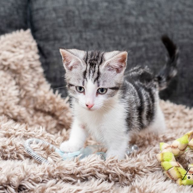 Photo of Kevin **2nd Chance Cat Rescue**