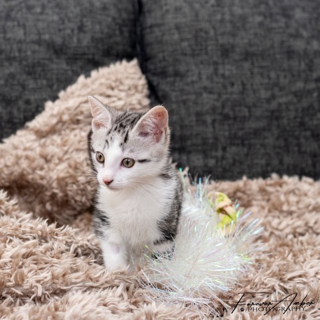 Photo of Tinsel **2nd Chance Cat Rescue**