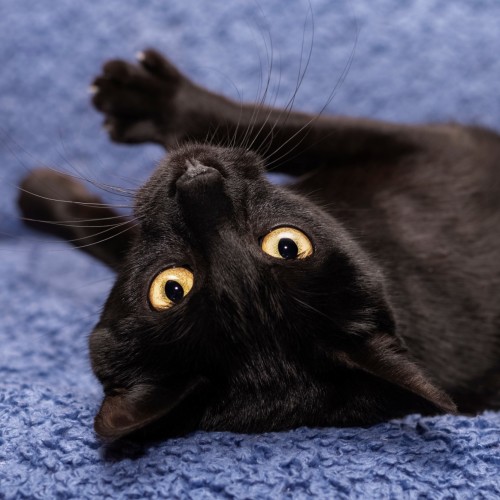 Black Beauty **2nd Chance Cat Rescue**