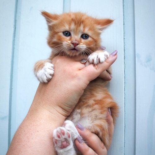 Apple ~ 6 week old male kitten
