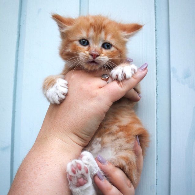 Photo of Apple ~ 6 Week Old Male Kitten