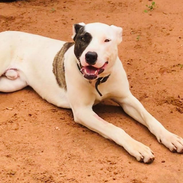 Photo of Clancy *On Trial In His New Home*