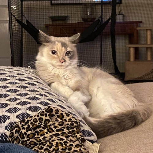 Luna **2nd Chance Cat Rescue**