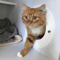 Photo of Aslan ^^Dandy Cat Rescue^^