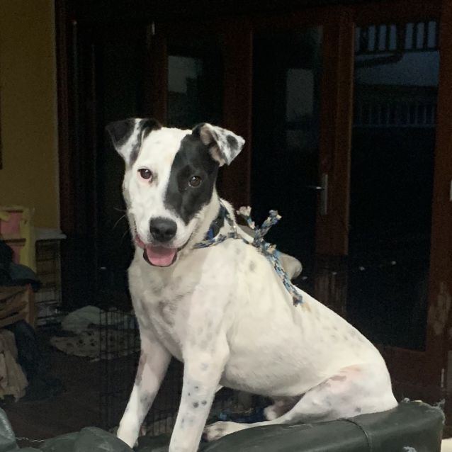 Photo of  Spot (On Adoption Trial)