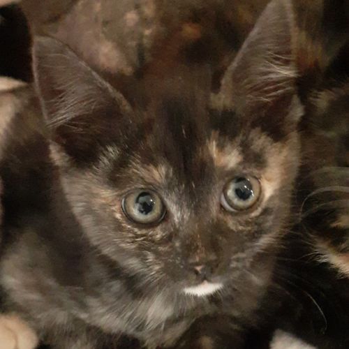 Hayley- Reduced Adoption Fee