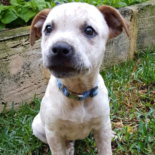 Puppy Sparrow DL2467