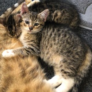 No photo for Peanut (Located In Seddon)
