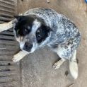 Photo of Neila ~ 2yr Blue Heeler ~ On Trial 12/9/20