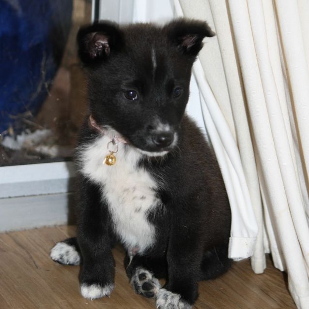 Photo of Bailey