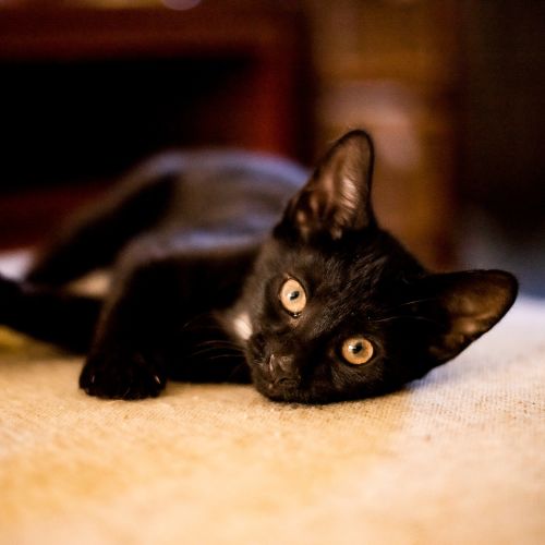 Peggy ~ 12 w/o kitten (on trial 24/1/21)