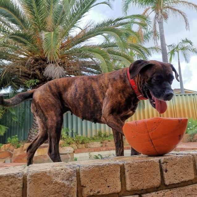 Photo of Rosey Db557