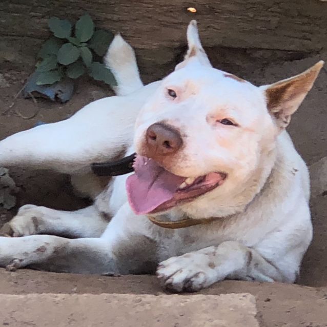 Photo of Gordie