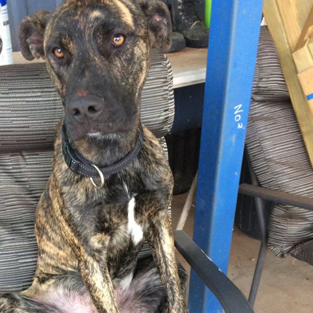 Photo of Pretzel Db365