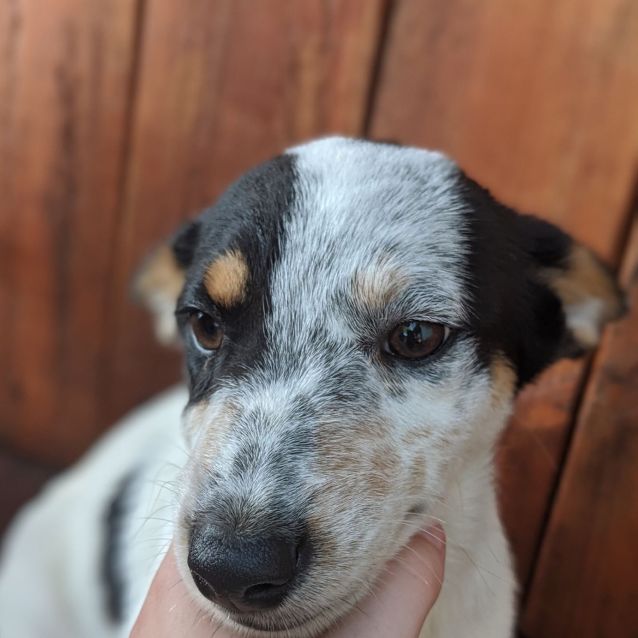Peter Medium Male Border Collie x Kelpie x Blue Heeler Dog in QLD
