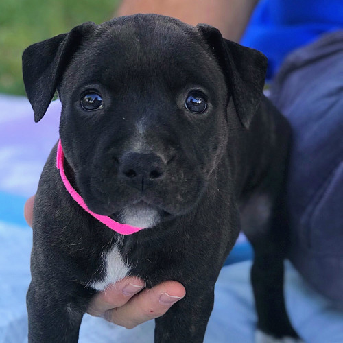 Raven 