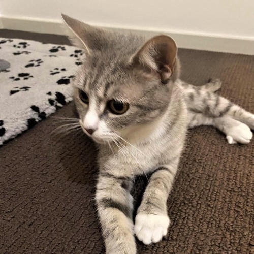 Africa ^Dandy Cat Rescue^