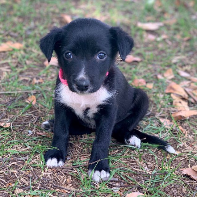 Photo of Tigerlily 