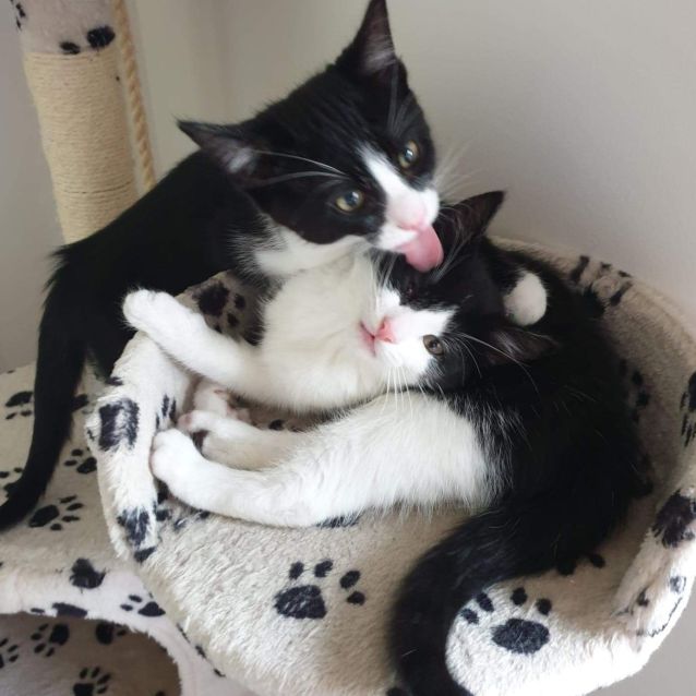 Photo of Baron And Zara ❤❤