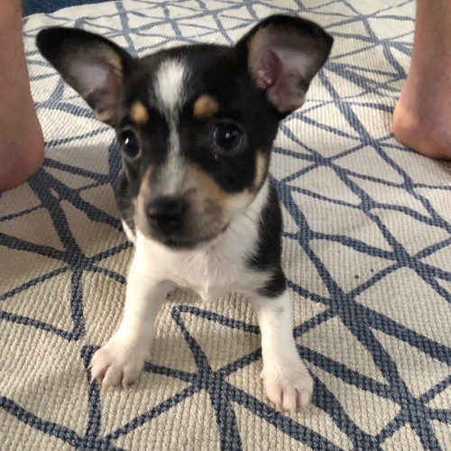 Penelope