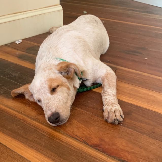 Photo of Casper (Now On Trial Adoption)