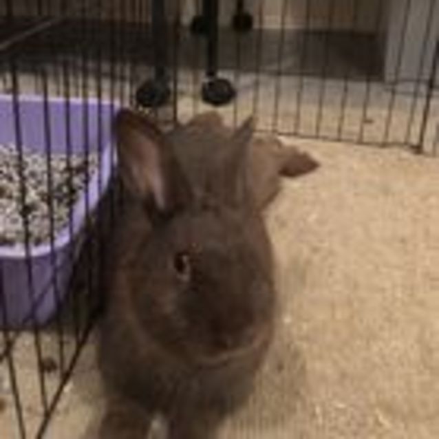 Photo of Cadbury & Daisy