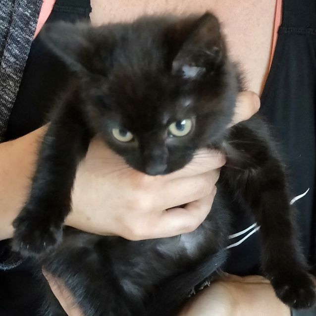 Fred **2nd Chance Cat Rescue** Male Domestic Short Hair Cat in VIC