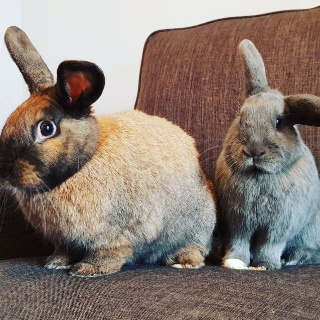 Photo of Bubbles And Nugget