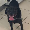 Photo of Oscar ~ 6yr Old Pug X Beagle(on Trial 21/3/21)
