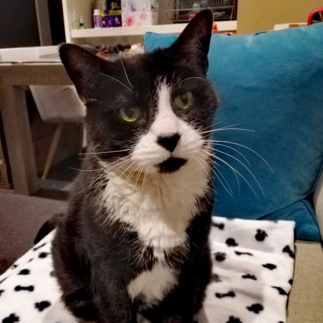 Photo of Percy