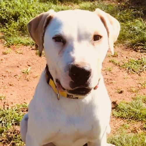 Hercules! *On Trial in His New Home*