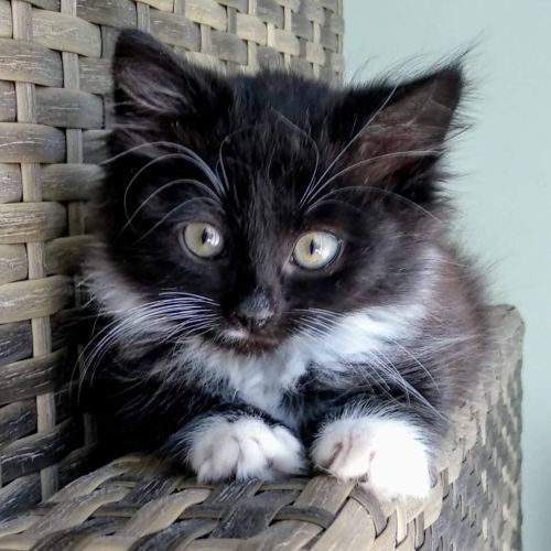 🐾Harry🐾