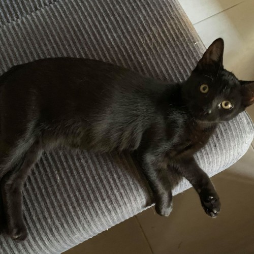 Elvis