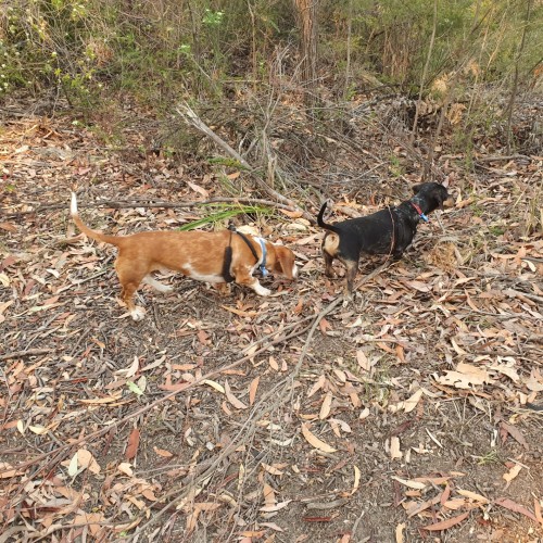 Charlie and Dash