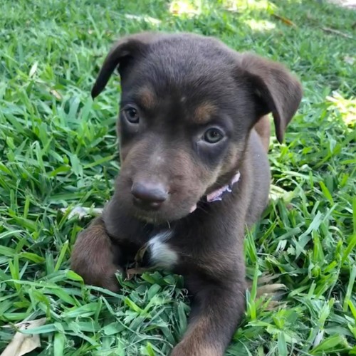 Reese 