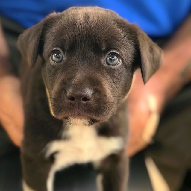 Photo of Oreo