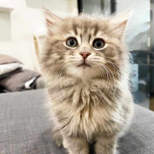 Dolly ^^Dandy Cat Rescue^^