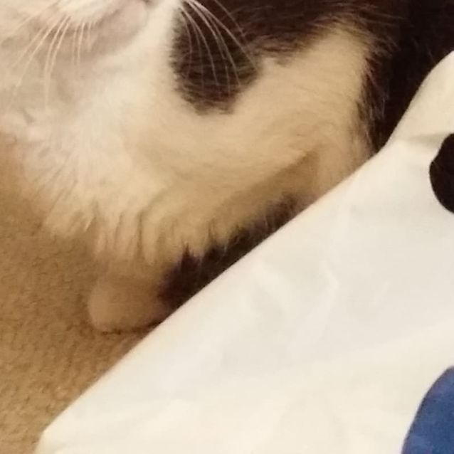 Photo of Mickey