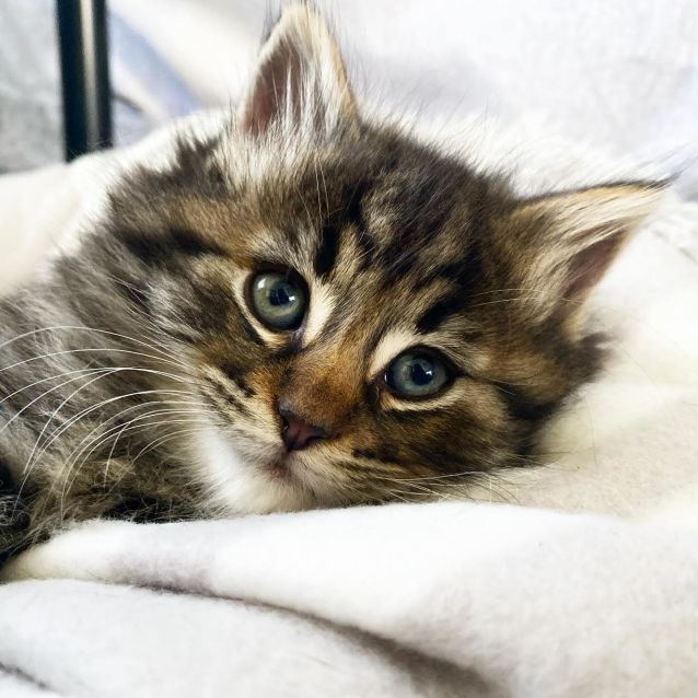 Photo of Alby ^^Dandy Cat Rescue^^