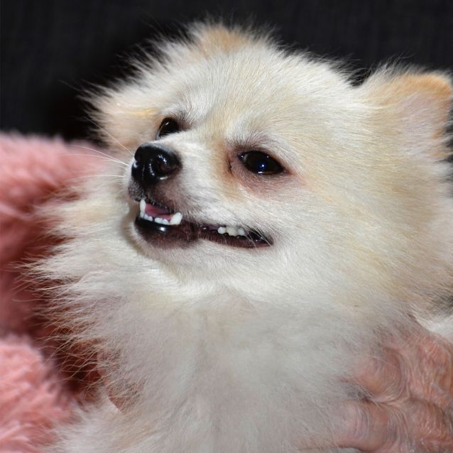 Photo of Chewy ** Adorable Little Man ** 