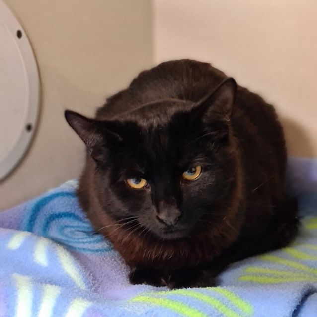 Photo of Rascal 