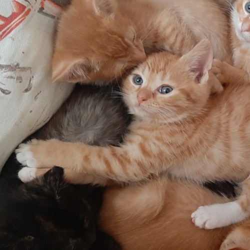 Pepper & Reign (bonded)