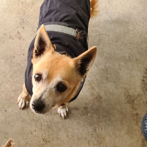 Toby