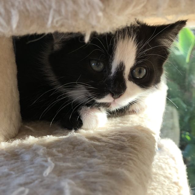 Photo of Checkers ^^Dandy Cat Rescue^^