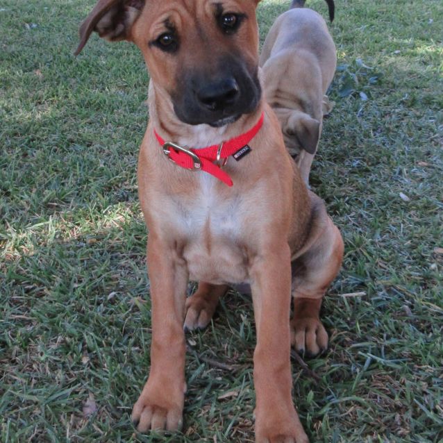 rhodesian ridgeback collie mix