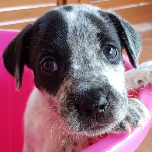 Piper 